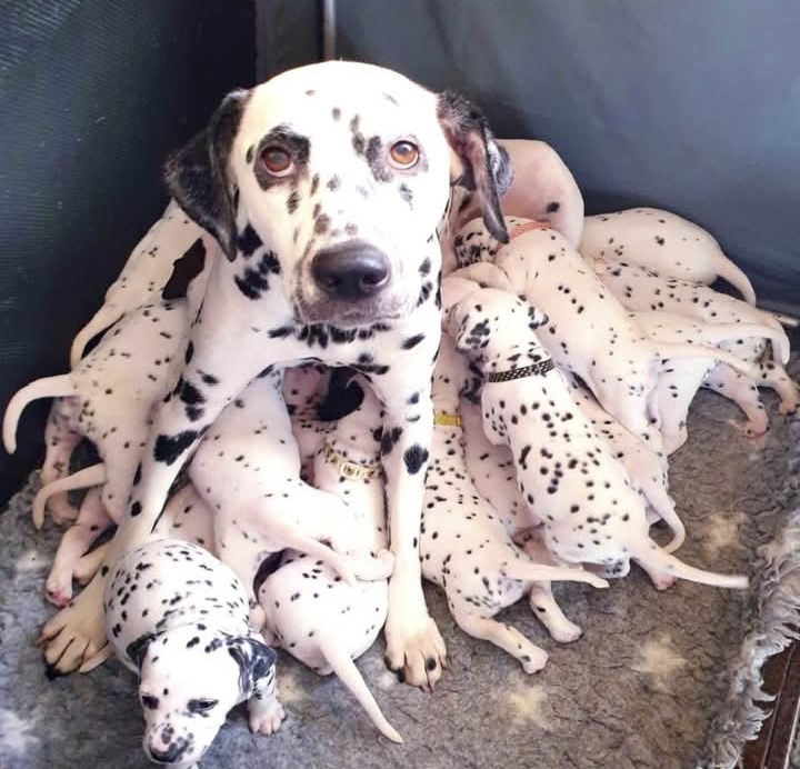 Dalmatian Delivers Delight: Nellie Astonishes with 18-Puppy Litter, Capturing Global Hearts