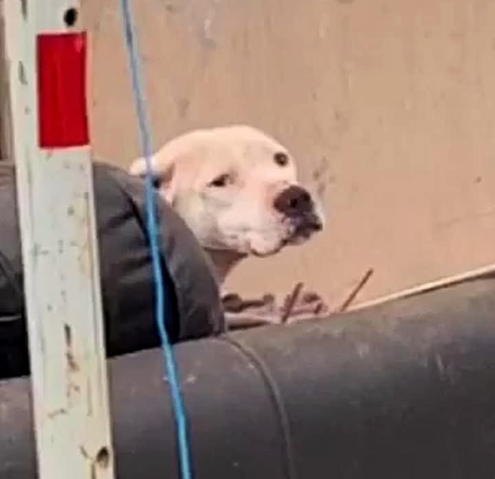 Puppy’s Rainy Rescue Transforms into a Heartwarming Journey to a Forever Home