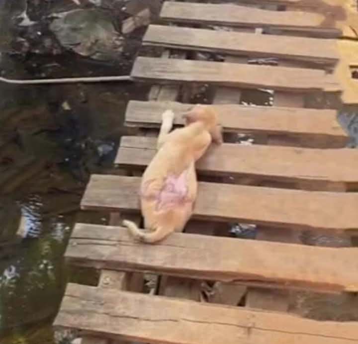 Rescue and Redemption: Aqui’s Journey from Abuse to a Loving Forever Home