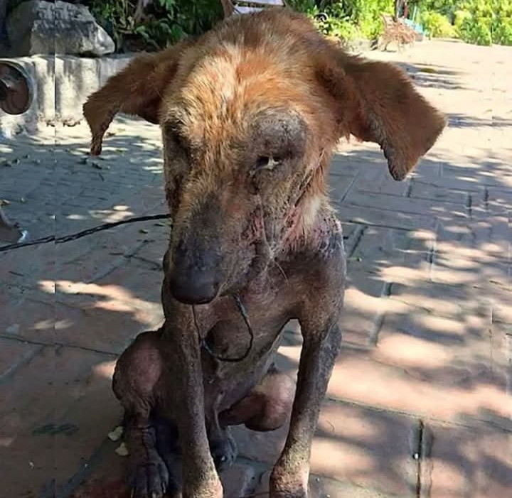 From Stray to Safe: LA Woman’s Mission to Rescue a Dog Overlooked by Many