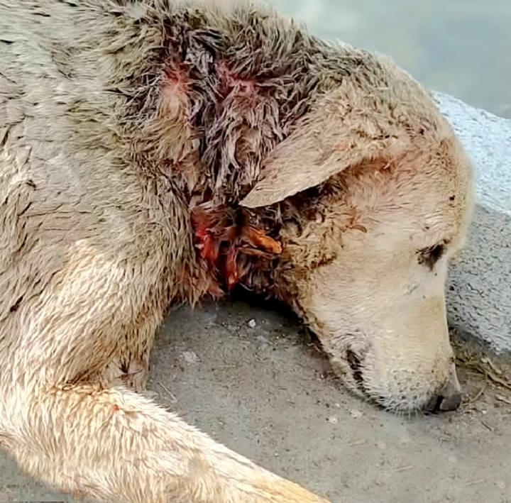 Stray Dog’s Remarkable Recovery: From the Brink of Death to a New Lease on Life