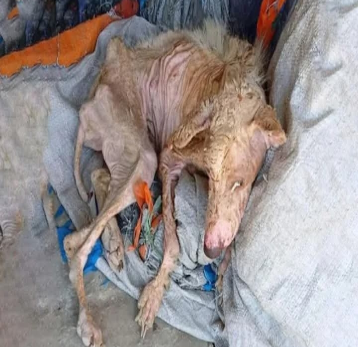 From Suffering to Hope: Rudy’s Inspiring Journey of Healing and Transformation