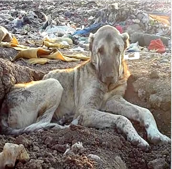 Abandoned Kangal Shepherd Rescued from Turkish Landfill Begins Heartwarming Road to Recovery