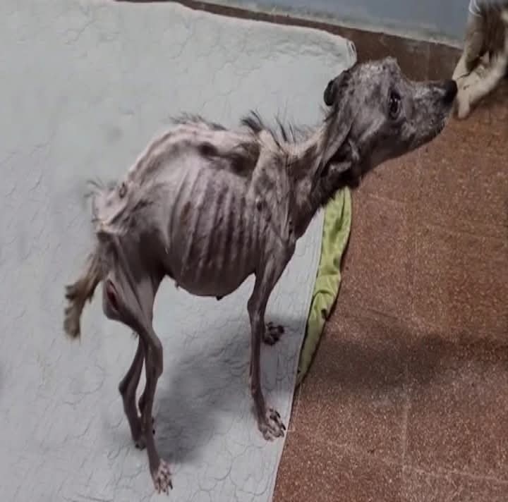 From Neglect to Nurture: Angela’s Inspiring Journey to Health and Happiness