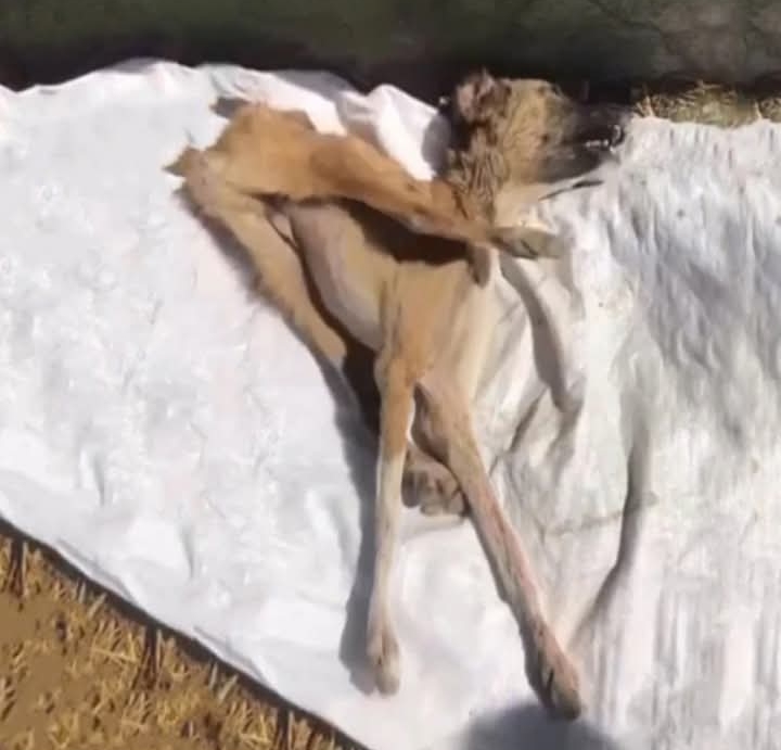 Community Rallies to Rescue Injured Puppy, Highlighting Power of Compassion and Kindness