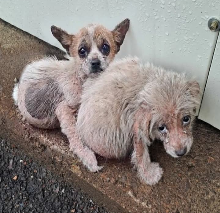 From Rainy Desolation to Warm Homes: Puppies’ Journey to Hope and Healing