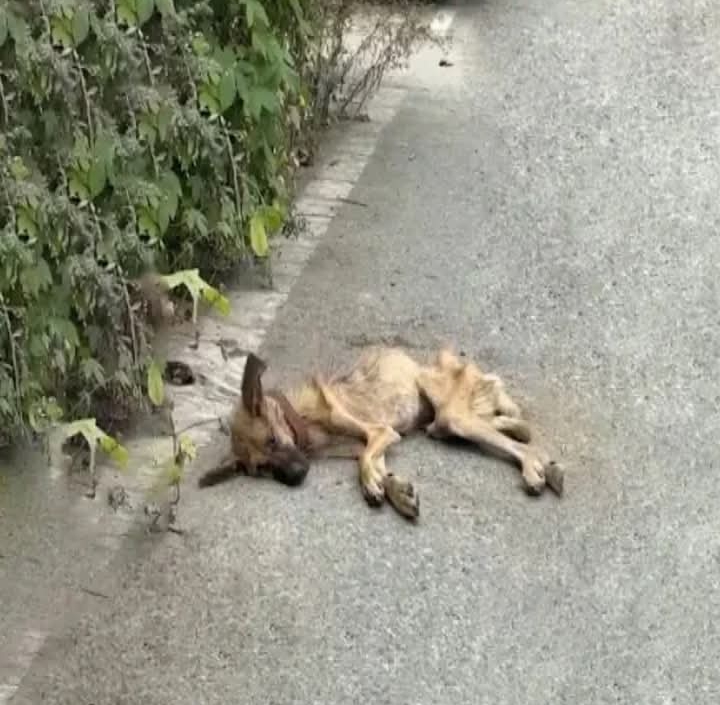 Brookie’s Incredible Transformation: From Neglect to Love-Filled Life in Vermont