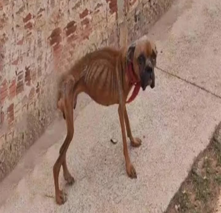 From Abandonment to Hope: Felix the Pitbull’s Inspiring Road to Recovery and Redemption