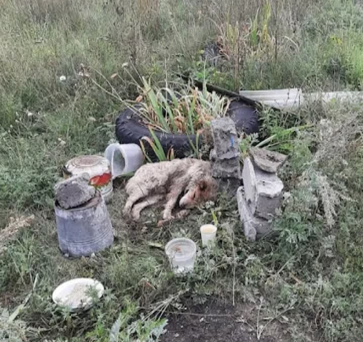 Rescue Hero Svetlana Saves Abandoned Dog Bunny, Inspires Hope in Remarkable Recovery Journey