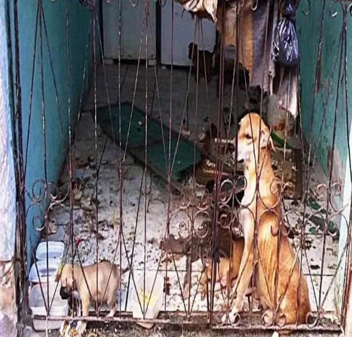 From Neglect to Joy: A Heartwarming Rescue and Transformation of a Dog Family