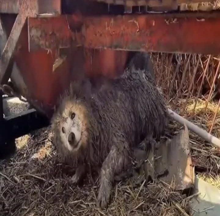 From Fear to Joy: Resilient Samoyed’s Heartwarming Journey to Recovery and Trust