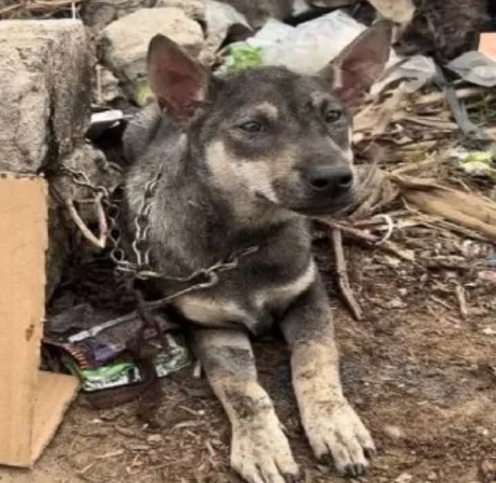 Stranded Puppy Sparks Outrage and Hunt for Heartless Owner