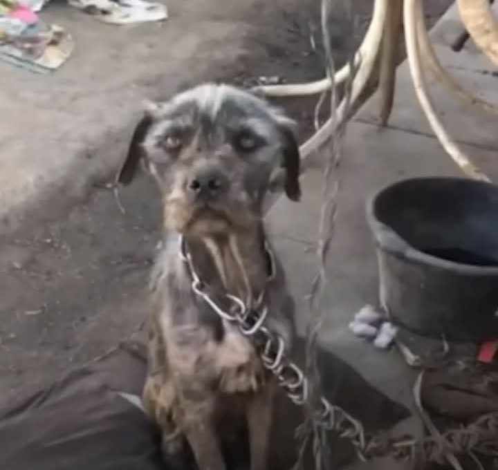 From Chains to Care: A Heartwarming Dog Rescue Transforms Lives in Los Angeles