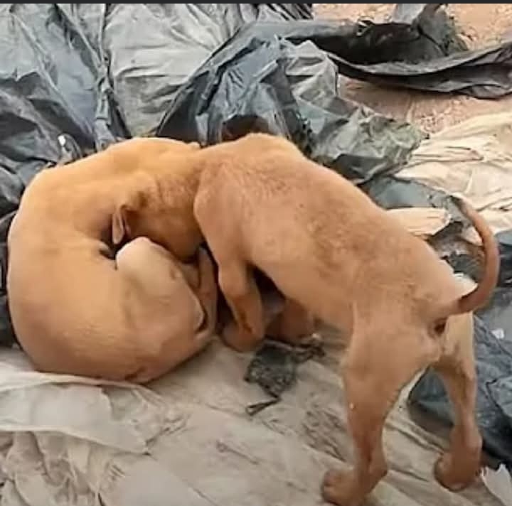 Brave Pup Jimmi’s Heartwarming Journey: From Rescue to Reunion with Family