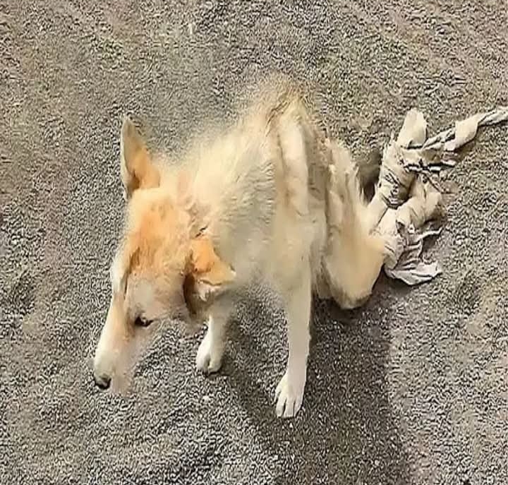 A Helping Hand: The Heartwarming Rescue and Revival of a Struggling Street Dog