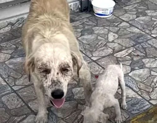 From Struggle to Strength: Ala and Mafa’s Inspiring Journey to a Forever Home