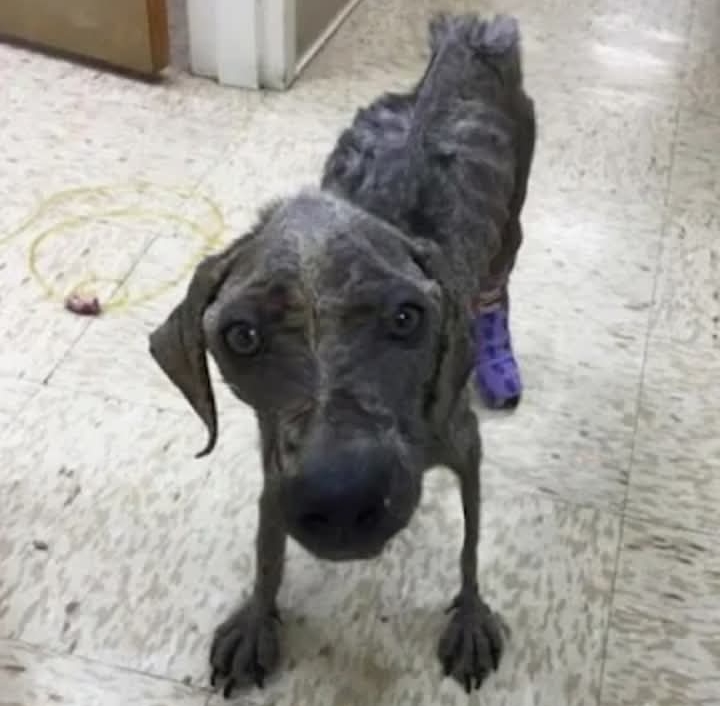 Jewel’s Incredible Comeback: From Critical Condition to a Joyful Life Filled with Love