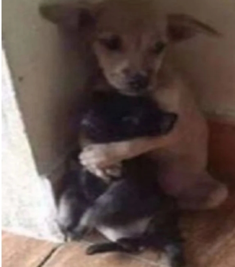 Inseparable Street Dogs Find Forever Home, Embrace Joyful New Chapter Together