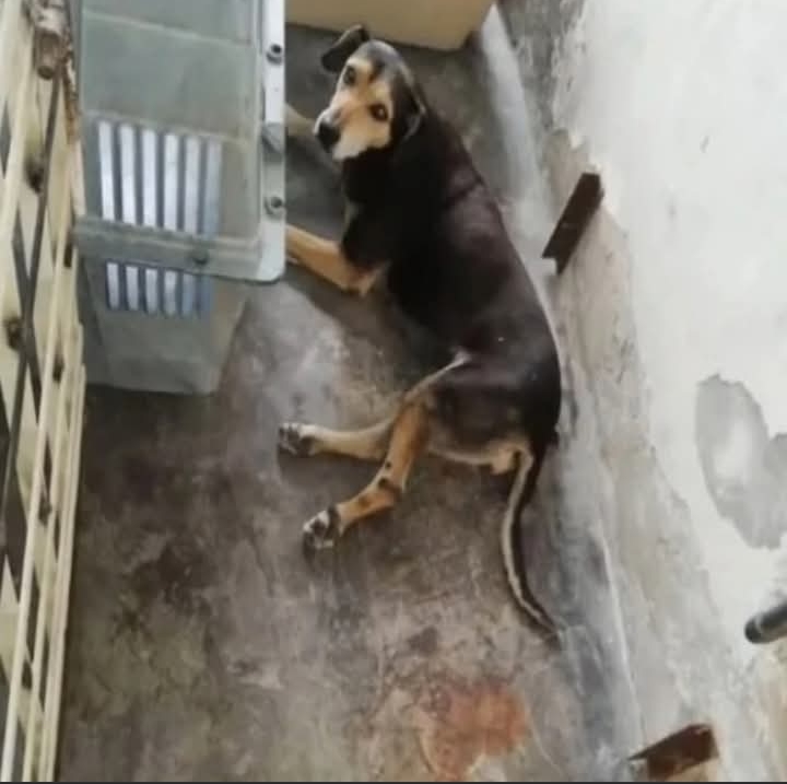 From Abandoned to Adored: Preciosa the Dog’s Inspiring Journey of Survival and Renewal