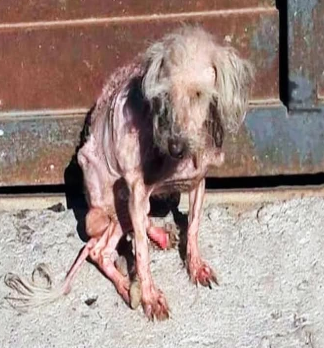 From Streets to Smiles: Benny’s Journey from Neglect to a Loving Home Shows Power of Second Chances