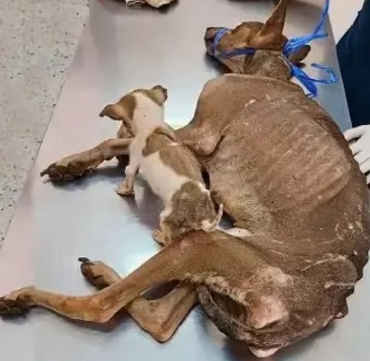 From Despair to Hope: Rescuers Restore Health and Happiness to a Mother Dog and Her Puppy