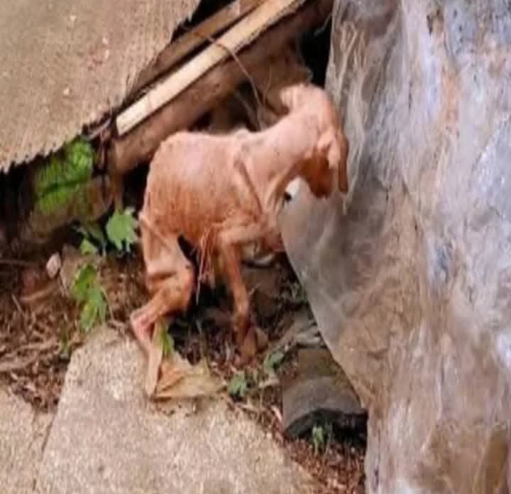 Abandoned Old Dog Finds Hope and Healing Through Compassionate Care and Love