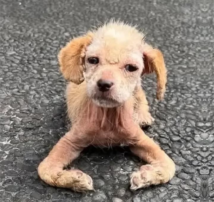 Resilient Puppy Ayla Overcomes Hardships, Embarks on Heartwarming Recovery Journey with Bright Prospects Ahead