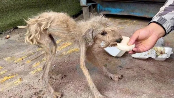 From Desperation to Delight: One Dog’s Journey to a Loving Home and Renewed Hope