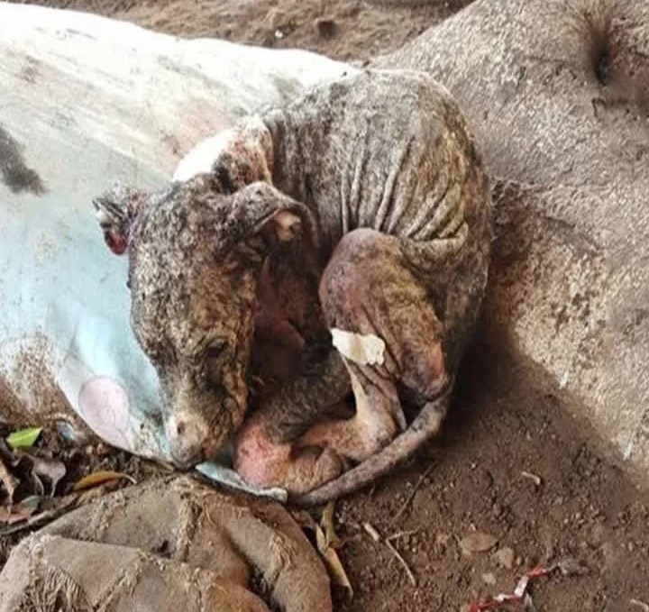 From Stray to Star: PETRA’s Heartwarming Journey from Neglect to a Loving Home