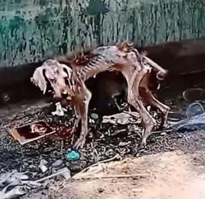 Homeless Pup Finds Hope: A Journey from Street Life to Loving Forever Home