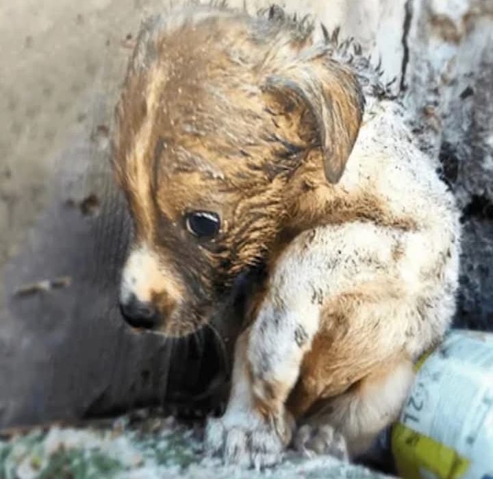 Rescuers’ Heartfelt Battle to Save Abandoned Puppy in Dumpster Ends in Tragic Loss