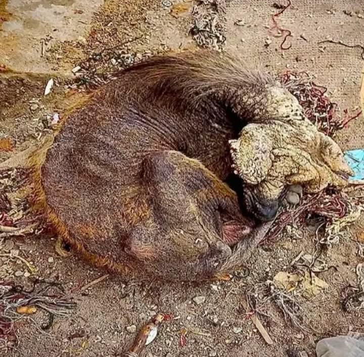 From Rags to Wags: Benji’s Inspiring Journey from Struggle to Joyful Recovery