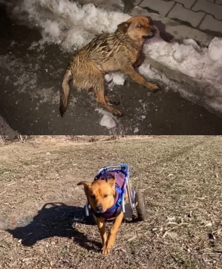 Lost, Injured, and Alone: Codrut’s Cry for Help Was Finally Answered