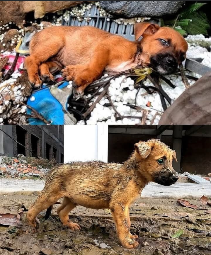 Puppy Rescued from Construction Chaos Finds Hope in Unexpected Hero