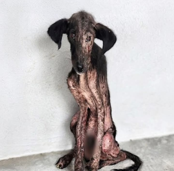 From Shadow to Shine: Resilient Dog Finds New Life Through Kindness and Care