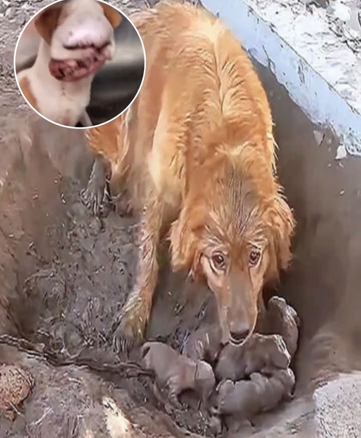 From Chains to Freedom: A Mother Dog’s Desperate Plea for Help