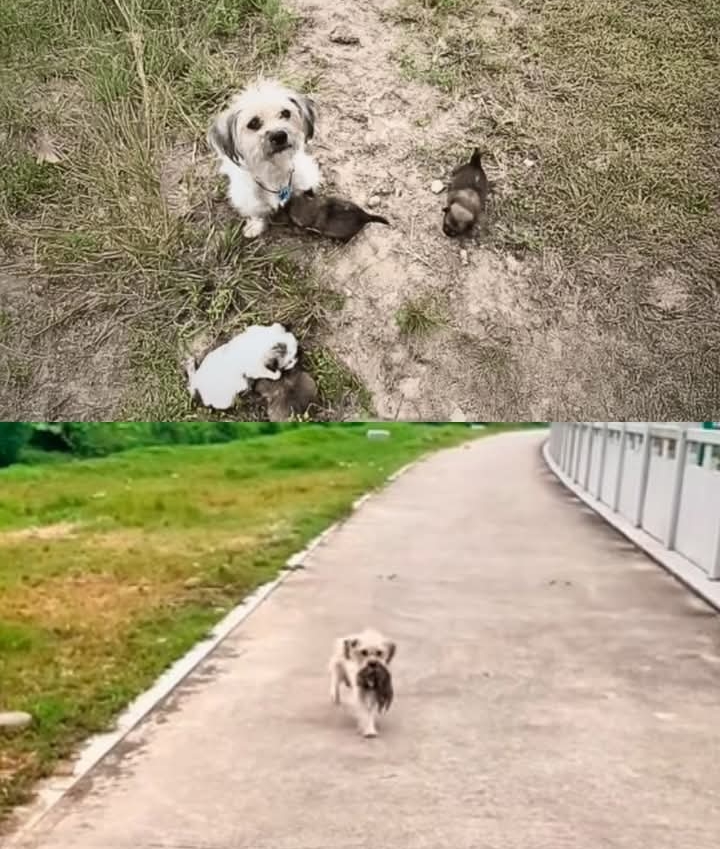 A Mother’s Plea: Stray Dog Refuses to Let Go, Searching for a Miracle