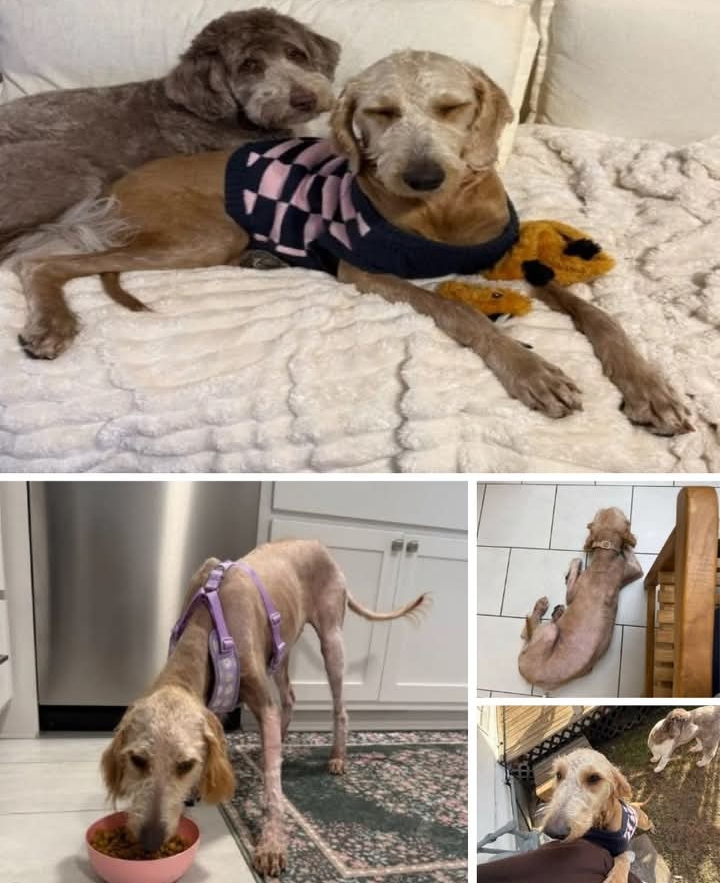 Rescued Goldendoodle Daisy Finds Love and a New Home After Harrowing Neglect