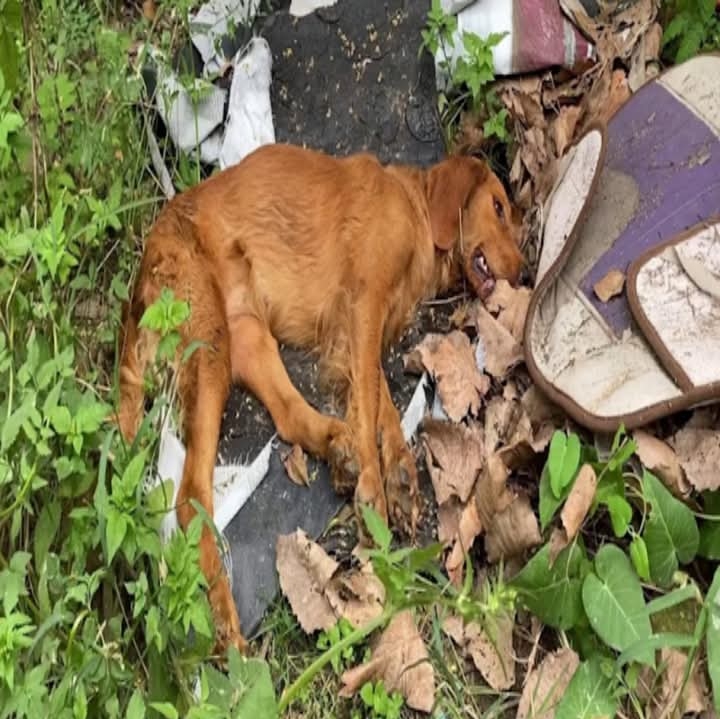 Village Unites to Save Poisoned Dog, Turning Desperation into Hopeful Redemption Through Compassion and Community Effort
