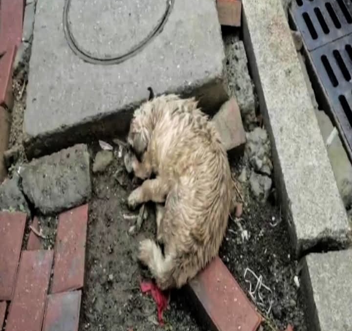 Rescued Elderly Pug’s Journey Highlights the Healing Power of Compassion and the Unbreakable Bond with Humanity