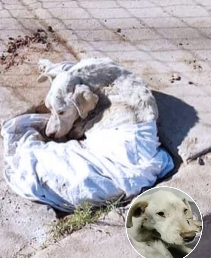 Ignored for Days, He Cried When Help Finally Came